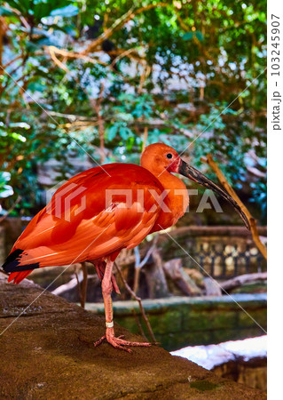 Vibrant pink Scarlet Ibis resting on stone in rainforest Vibrant pink Scarlet Ibis resting on stone in rainforest 103245907