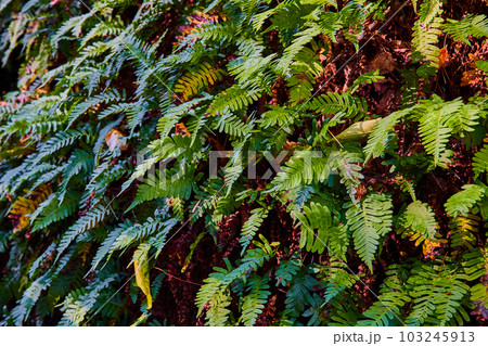 Endless wall of green fern plants on cliffs in detail Endless wall of green fern plants on cliffs in detail 103245913
