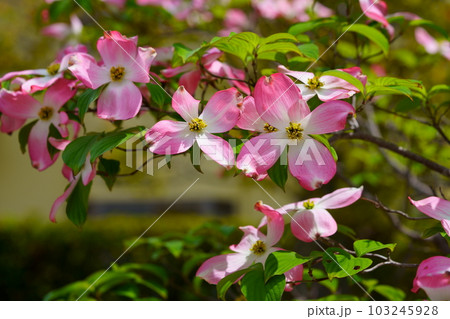 街路樹のハナミズキ 103245928