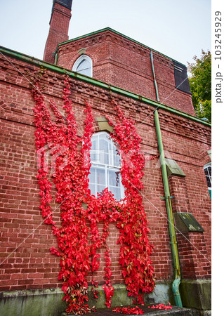 Red vines grow around single window of brick wall exterior church in New York Red vines grow around single window of brick wall exterior church in New York 103245929