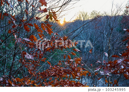 Late fall forest with muted orange leaves and bare trees with sunset golden glow behind Late fall forest with muted orange leaves and bare trees with sunset golden glow behind 103245995