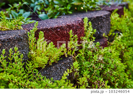 Succulents growing around garden pavers in detail Succulents growing around garden pavers in detail 103246054