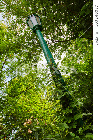 Green lamp post in forest with ivy Green lamp post in forest with ivy 103246057