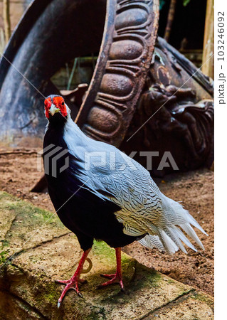 Stunning male Silver Pheasant walking on stones with old temple bell behind Stunning male Silver Pheasant walking on stones with old temple bell behind 103246092