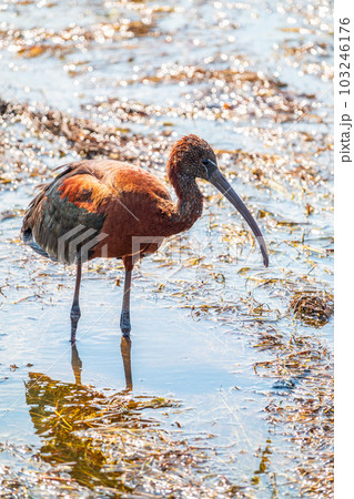 The glossy ibis, latin name Plegadis falcinellus, searching for food in the shallow lagoon. The glossy ibis, latin name Plegadis falcinellus, searching for food in the shallow lagoon. 103246176