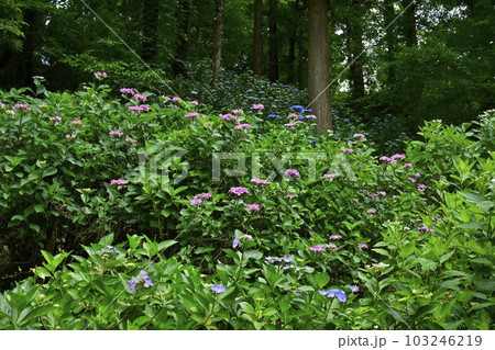 涸沼自然公園の花咲くあじさいの谷 涸沼自然公園の花咲くあじさいの谷 103246219