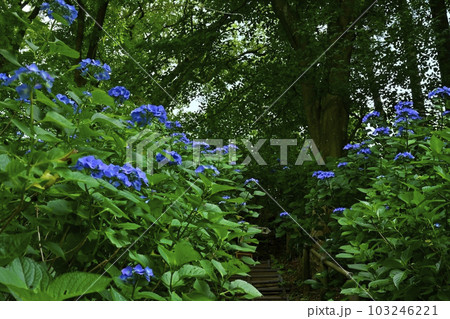 涸沼自然公園の花咲くあじさいの谷 涸沼自然公園の花咲くあじさいの谷 103246221