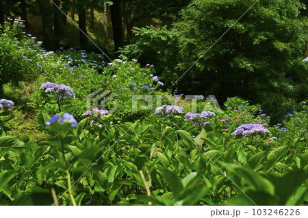 涸沼自然公園の花咲くあじさいの谷 103246226