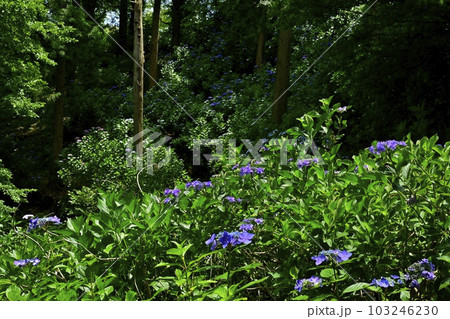 涸沼自然公園の花咲くあじさいの谷 涸沼自然公園の花咲くあじさいの谷 103246230