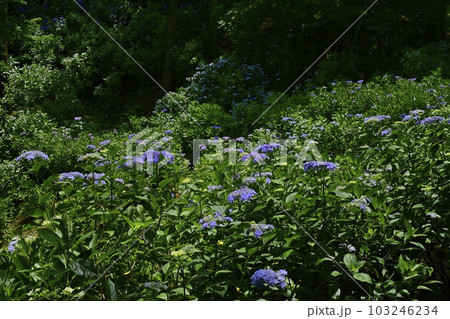 涸沼自然公園の花咲くあじさいの谷 103246234
