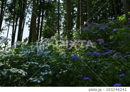 涸沼自然公園の花咲くあじさいの谷 涸沼自然公園の花咲くあじさいの谷 103246241
