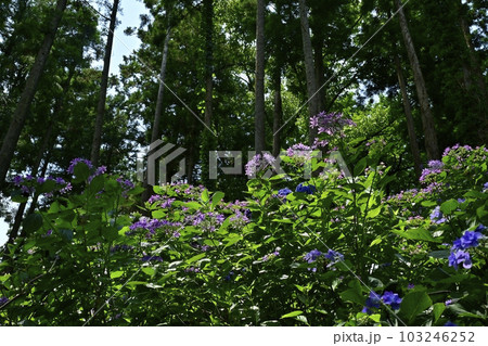 涸沼自然公園の花咲くあじさいの谷 103246252