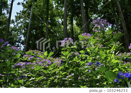 涸沼自然公園の花咲くあじさいの谷 涸沼自然公園の花咲くあじさいの谷 103246253