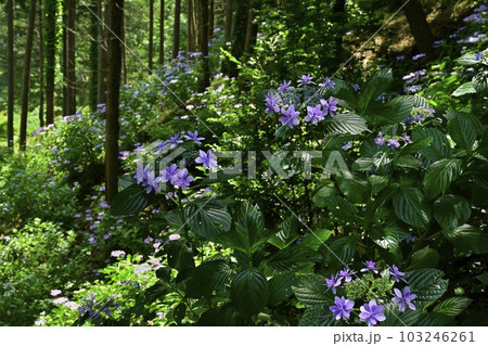 涸沼自然公園の花咲くあじさいの谷 涸沼自然公園の花咲くあじさいの谷 103246261