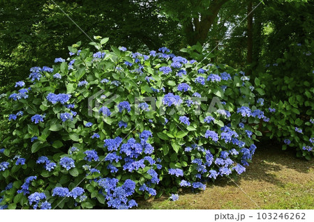涸沼自然公園の花咲くあじさいの谷 涸沼自然公園の花咲くあじさいの谷 103246262