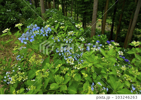 涸沼自然公園の花咲くあじさいの谷 涸沼自然公園の花咲くあじさいの谷 103246263