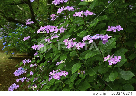 涸沼自然公園の花咲くあじさいの谷 涸沼自然公園の花咲くあじさいの谷 103246274