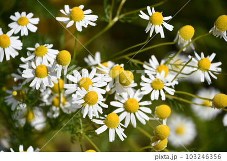 カモミール 103246356