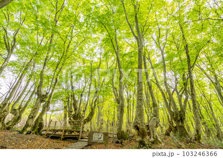 中島台・獅子ヶ鼻湿原の春　あがりこ大王　森の巨人　ブナの巨樹 103246366