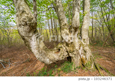 中島台・獅子ヶ鼻湿原の春 濁台 ロウソク立 ニンフの腰掛 中島台・獅子ヶ鼻湿原の春 濁台 ロウソク立 ニンフの腰掛 103246371
