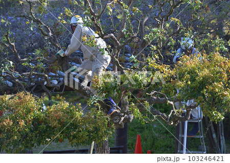 剪定職人の作業風景　樹木の剪定 103246421