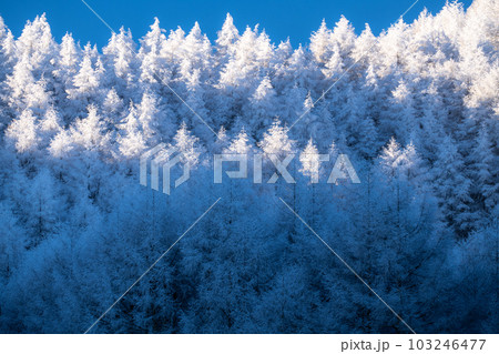 《長野県》雪景色の中牧湖・霧氷の森 《長野県》雪景色の中牧湖・霧氷の森 103246477