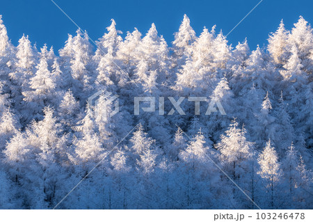 《長野県》雪景色の中牧湖・霧氷の森 《長野県》雪景色の中牧湖・霧氷の森 103246478