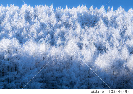 《長野県》雪景色の中牧湖・霧氷の森 《長野県》雪景色の中牧湖・霧氷の森 103246492