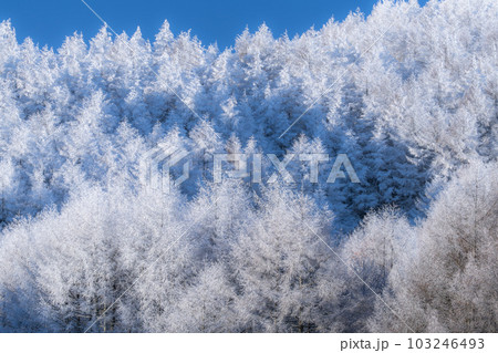 《長野県》雪景色の中牧湖・霧氷の森 103246493