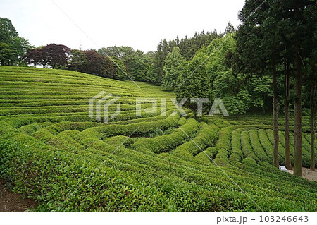 Boseong green tea field Boseong green tea field 103246643