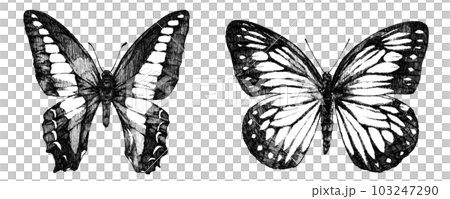 Monochrome illustration of butterflies Monochrome illustration of butterflies 103247290