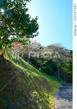瑞林寺 一本桜の丘 若狭町 瑞林寺 一本桜の丘 若狭町 103247387