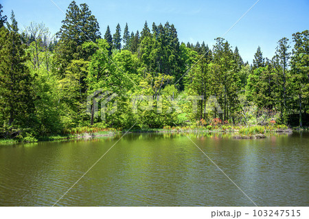 大沼の浮島 103247515