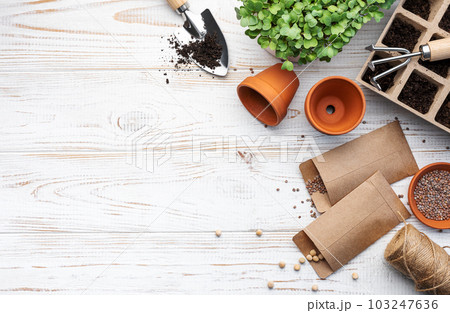 Gardening concept, planting at home Gardening concept, planting at home 103247636