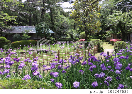 初夏のお出かけスポット日向景修園の菖蒲 初夏のお出かけスポット日向景修園の菖蒲 103247685