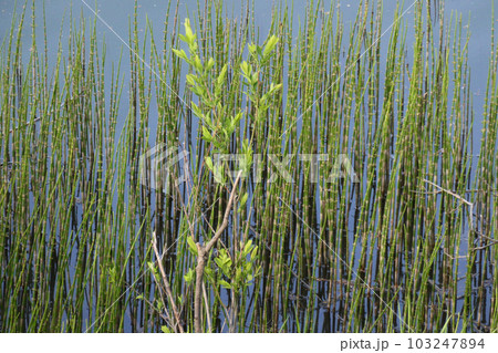 水辺の風景　ヤナギとイグサのある水辺の風景 103247894