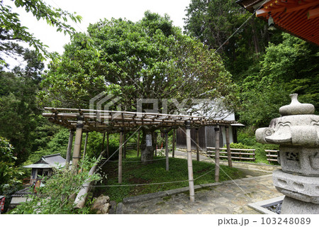竹生島 宝厳寺 モチの木 竹生島 宝厳寺 モチの木 103248089