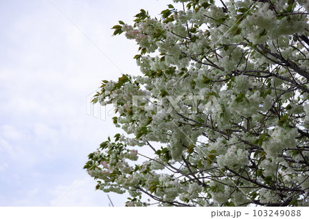 満開のウコン桜【自然イメージ】 103249088