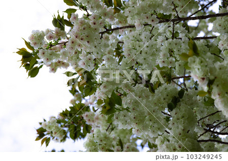 満開のウコン桜【自然イメージ】 満開のウコン桜【自然イメージ】 103249245
