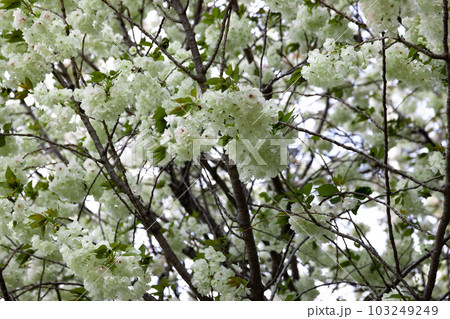 満開のウコン桜【自然イメージ】 満開のウコン桜【自然イメージ】 103249249