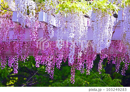 ハンドメイド　藤の花　紫　　藤の花　白 白と紫の藤の花の写真素材 [103249283] - PIXTA