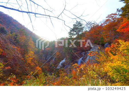 面白山紅葉川渓谷 紅葉 黄葉 面白山紅葉川渓谷 紅葉 黄葉 103249425