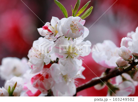 白とピンクの花桃背景ぼかし 103249502