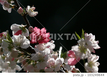 逆光に輝く赤と白の花桃の花びら 逆光に輝く赤と白の花桃の花びら 103249644