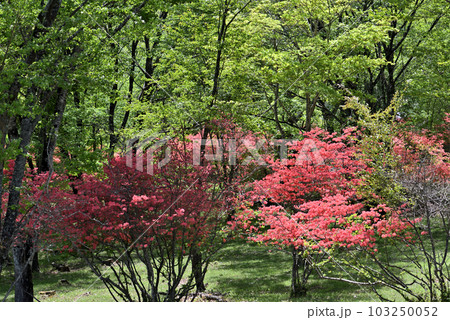 矢板市八方ヶ原のヤマツツジ 103250052