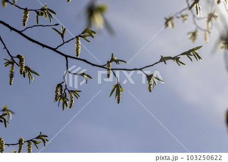 long hornbeam flowers in the spring season long hornbeam flowers in the spring season 103250622