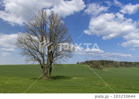 old tall maple in early spring without green foliage 103250644