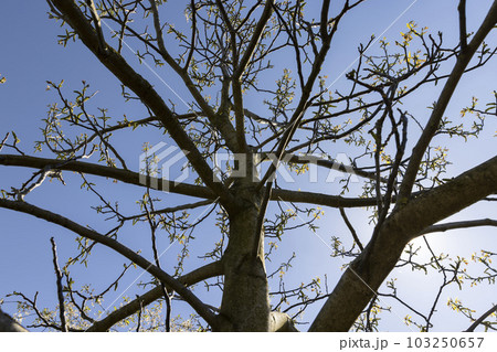 the first foliage on a walnut blooming with long flowers 103250657