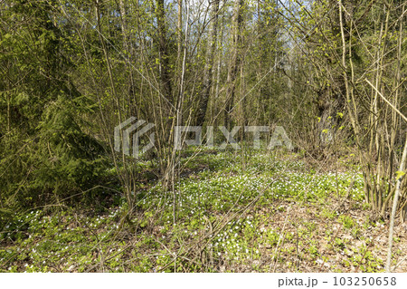 fading white small flowers anemone in the forest fading white small flowers anemone in the forest 103250658