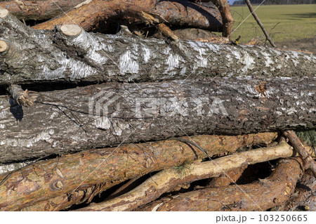 a pile of sawn wood after deforestation, harvesting of wood a pile of sawn wood after deforestation, harvesting of wood 103250665